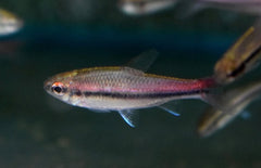 Neolebias Trewavasae M Tetra Trewavasae