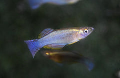 Procatopus Similis Edea M Lichtoogje Similis Edea
