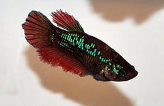 Betta Splendens Half Moon Vrouw