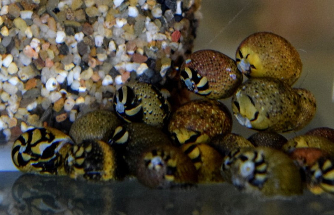 Neritina Sp. Mix M Slak Neritina Mix