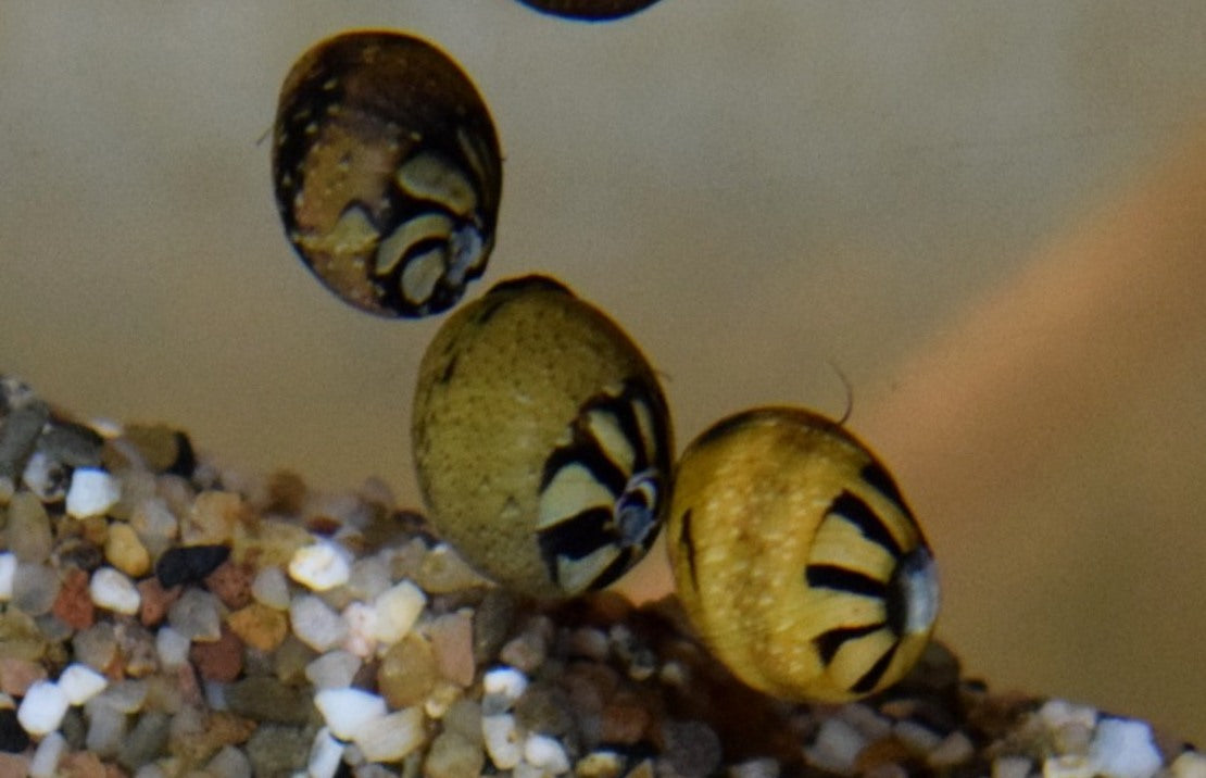 Neritina Sp. Mix M Slak Neritina Mix