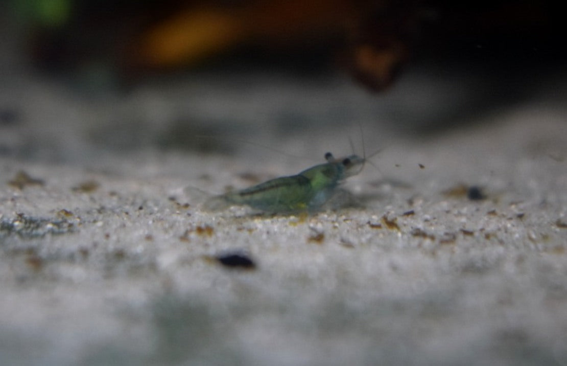 Neocaridina Davidi Green Velvet M Green Velvet Garnaal