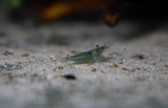 Neocaridina Davidi Green Velvet M Green Velvet Garnaal