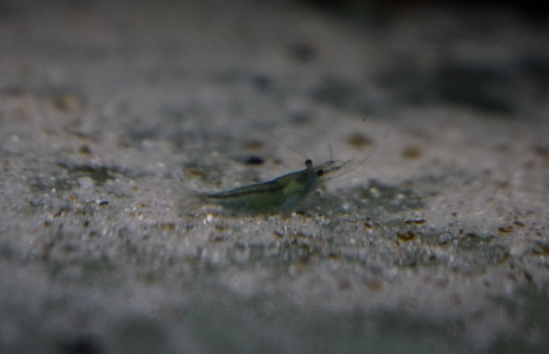 Neocaridina Davidi Green Velvet M Green Velvet Garnaal