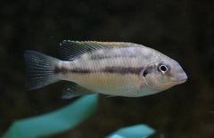 Chromidotilapia Mamonekenei M Cichlide Mamonekenei