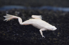 Hymenochirus Boettgeri Platinum M Dwergklauwkikker Platina