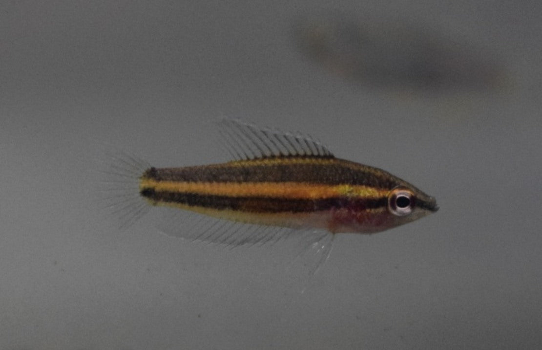 Parosphromenus sp. Sentang Prachtgoerami Sentang