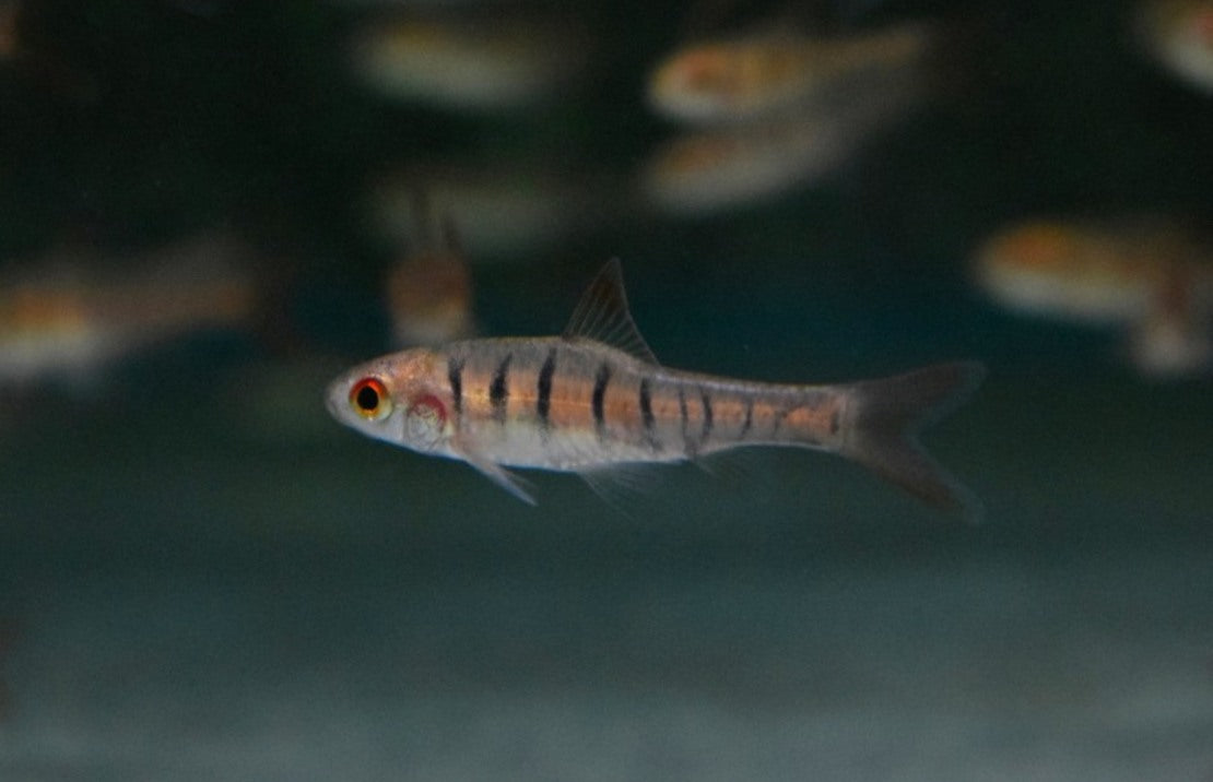 Enteromius fasciolatus M Angola Barbeel