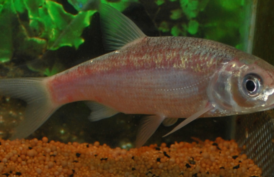 Blauwe Winde 12-16 cm