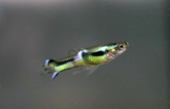 Endler guppen, Wingei Neon Green Male