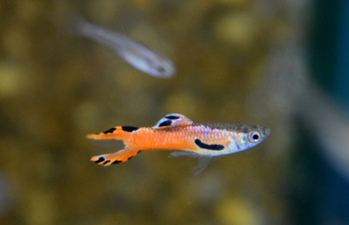 Poecilia wingei Red Scarlet