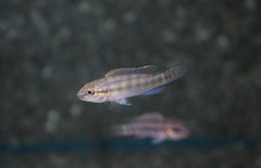 Parananochromis Caudifasciatus M Dwergcichlide Caudifasciatus