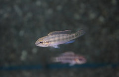 Parananochromis Caudifasciatus M Dwergcichlide Caudifasciatus