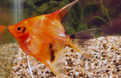 Pterophyllum scalare Maanvis Red Devil S