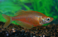 Glossolepis Incisus Rode Regenboogvis
