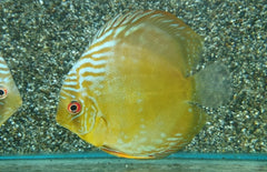 Symphysodon Aequifasciatus Discus Jutai