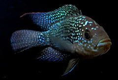 Jack dempsy Cichlasoma