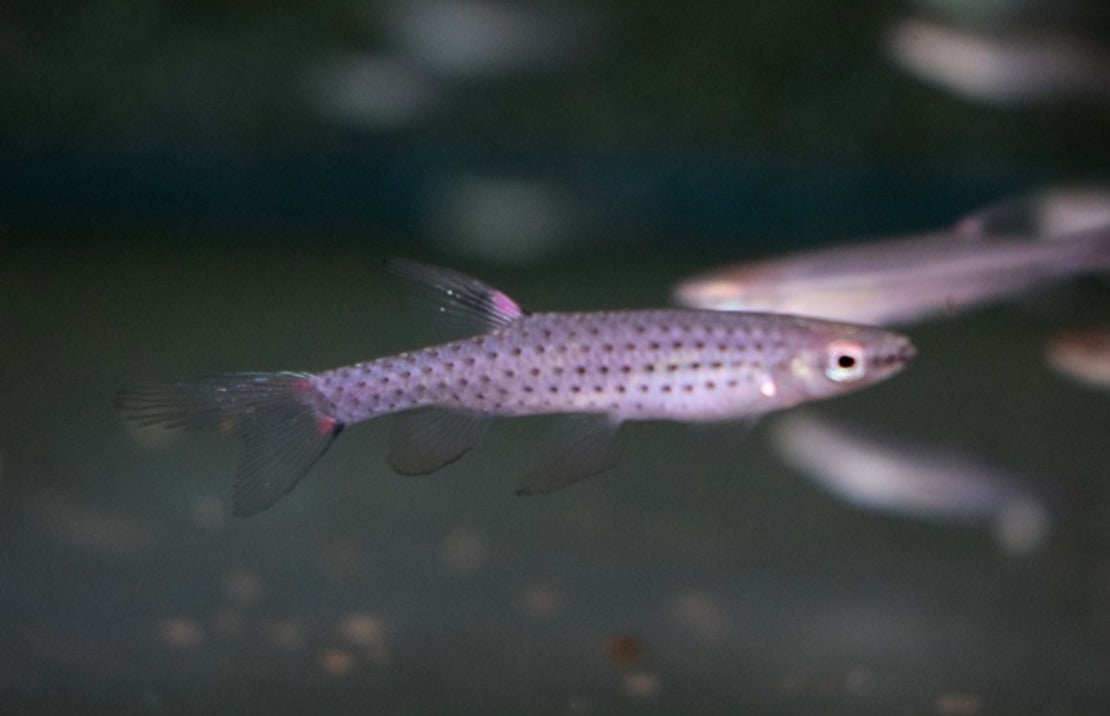 Copella Callolepis