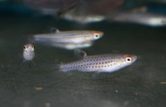 Copella Callolepis