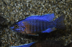 Aulonocara stuartgranti  red  flash