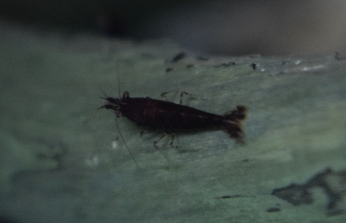 Neocaridina Davidi Chocolate M Chocolate Garnaal