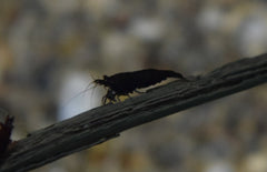 Neocaridina Davidi Chocolate M Chocolate Garnaal