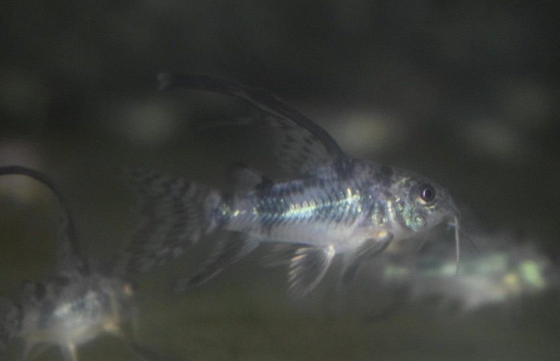 Corydoras Paleatus Longfin S Gevlekte Pantsermeerval Sluier