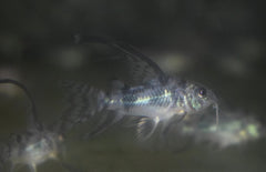 Corydoras Paleatus Longfin S Gevlekte Pantsermeerval Sluier