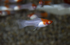 Xiphophorus Helleri Kohaku (Zwaarddrager Kohaku)