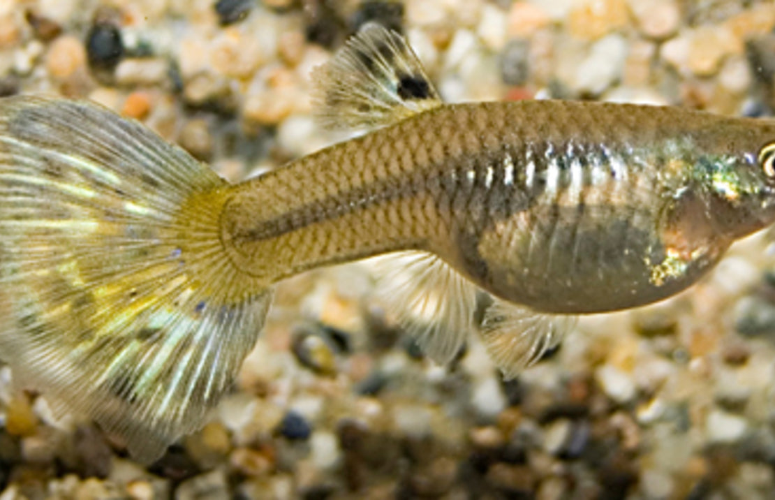 Poecilia reticulata Guppy vrouw mix