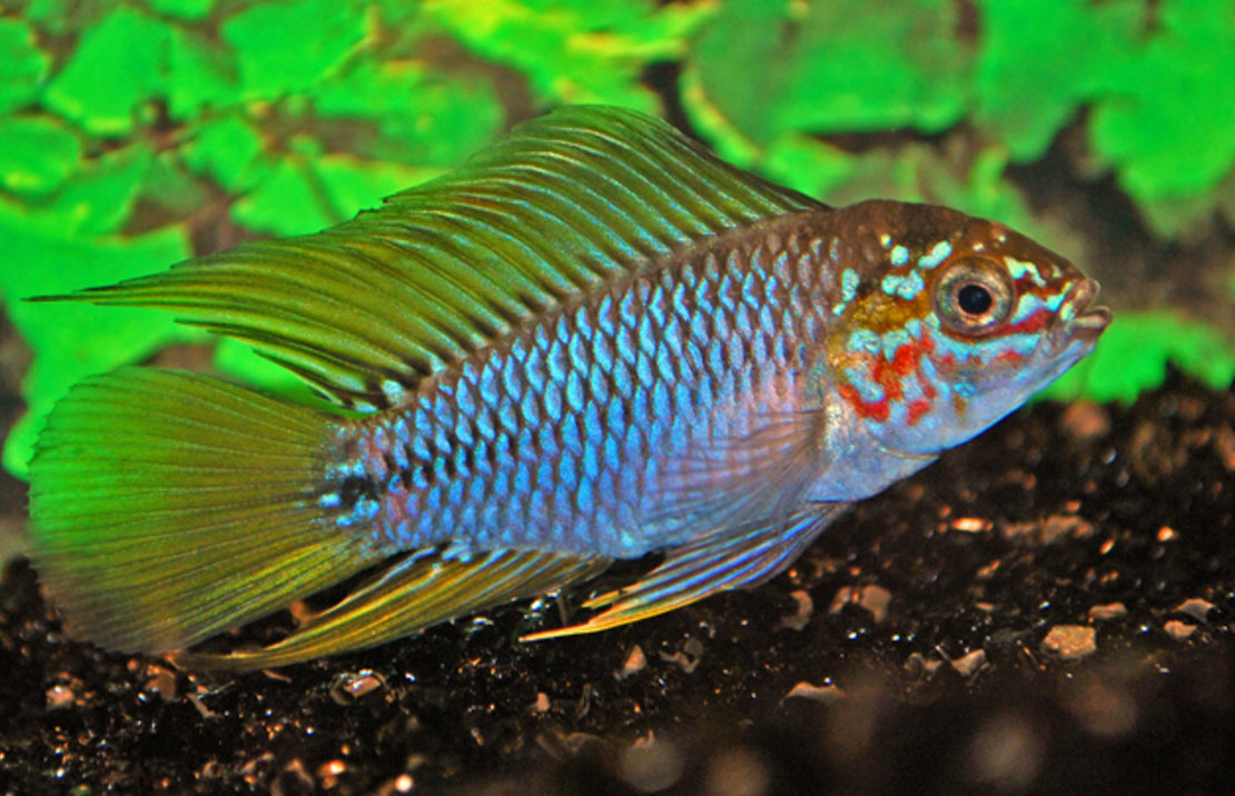 Apistogramma Sp. Opal Select M Dwergcichlide Opal