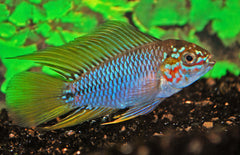 Apistogramma Sp. Opal Select M Dwergcichlide Opal