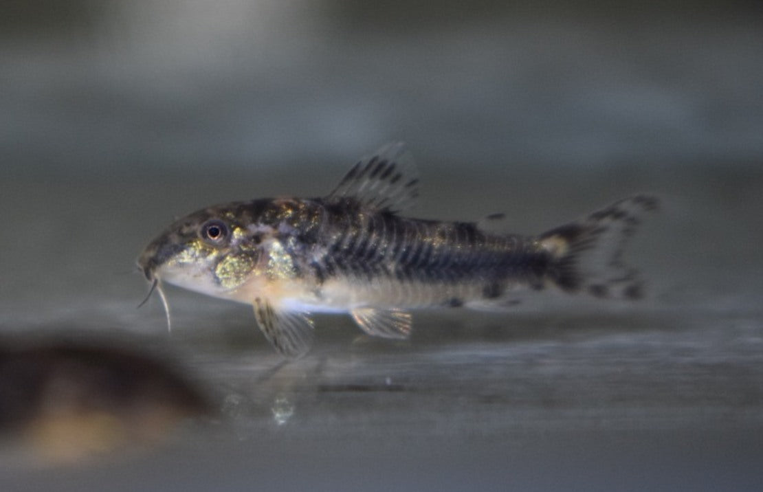 Aspidoras Spilotus M Pantsermeerval Spilotus