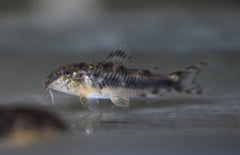 Aspidoras Spilotus M Pantsermeerval Spilotus