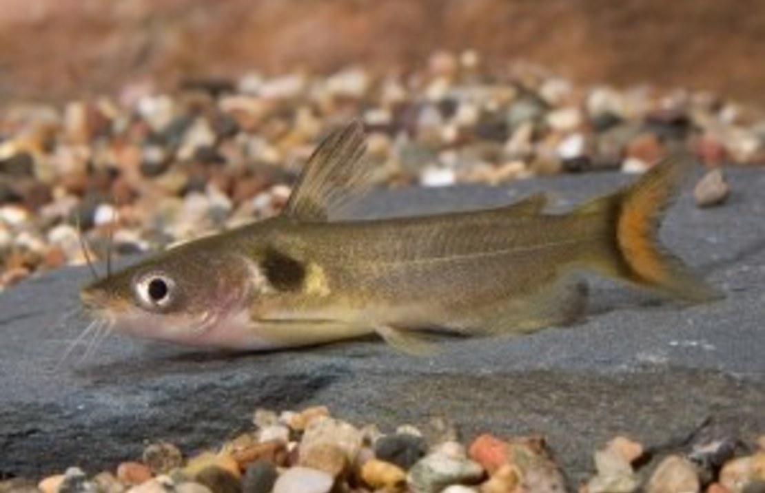 Horabagrus Brachysoma L Zonnemeerval