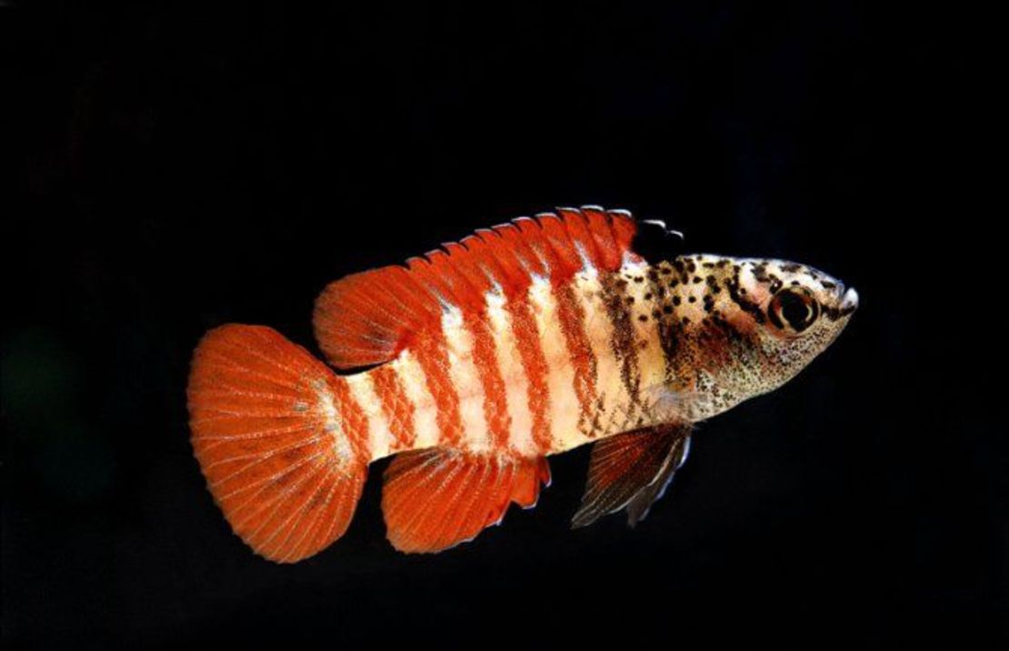 Dario Sp. Myanmar M Black Tiger Dwergbaars