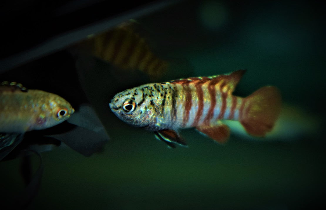 Dario Sp. Myanmar M Black Tiger Dwergbaars