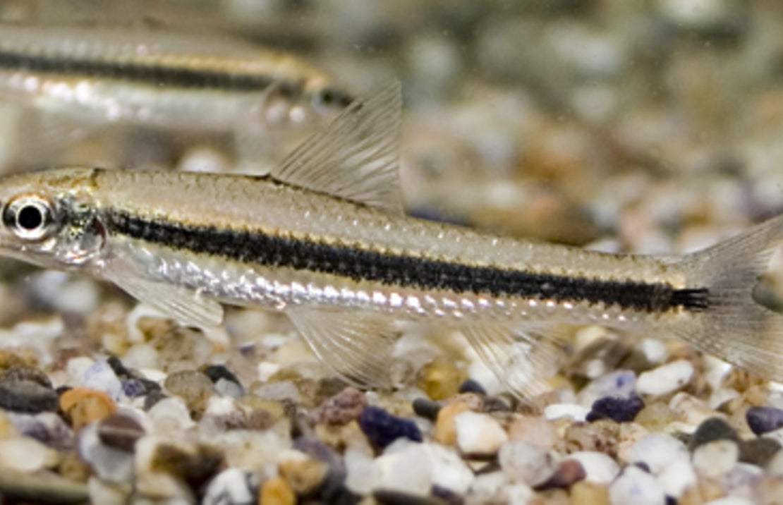 Crossocheilus Oblongus Siamese Algeneter