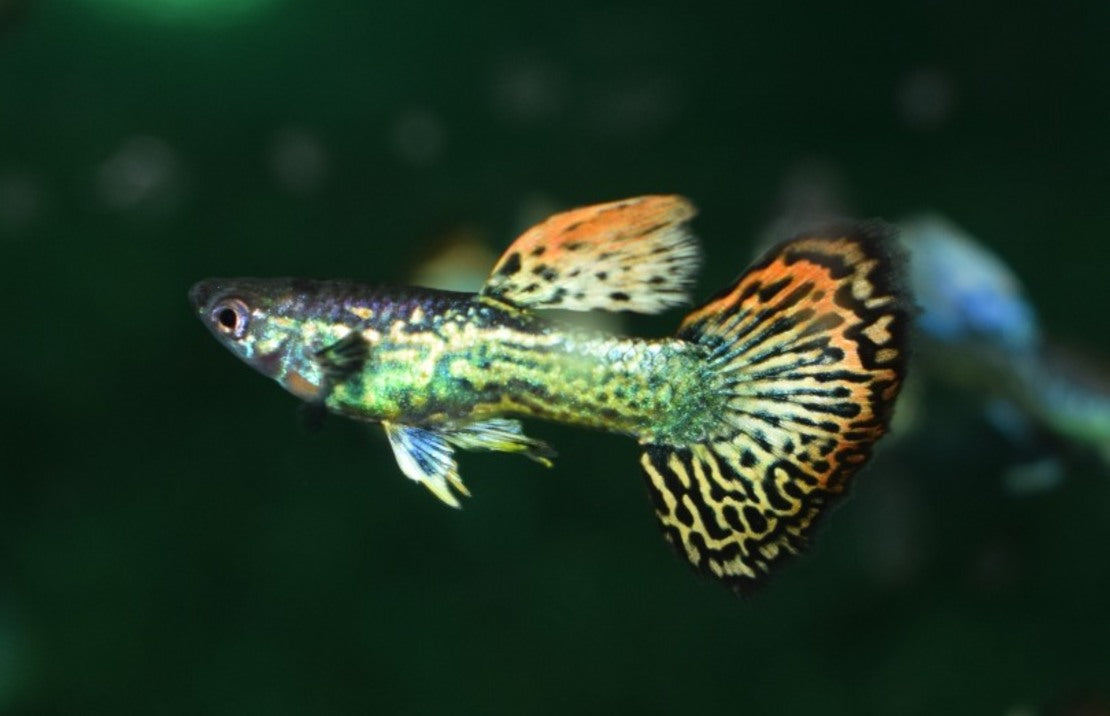 Guppy Elephant Ear Mosaic Male M