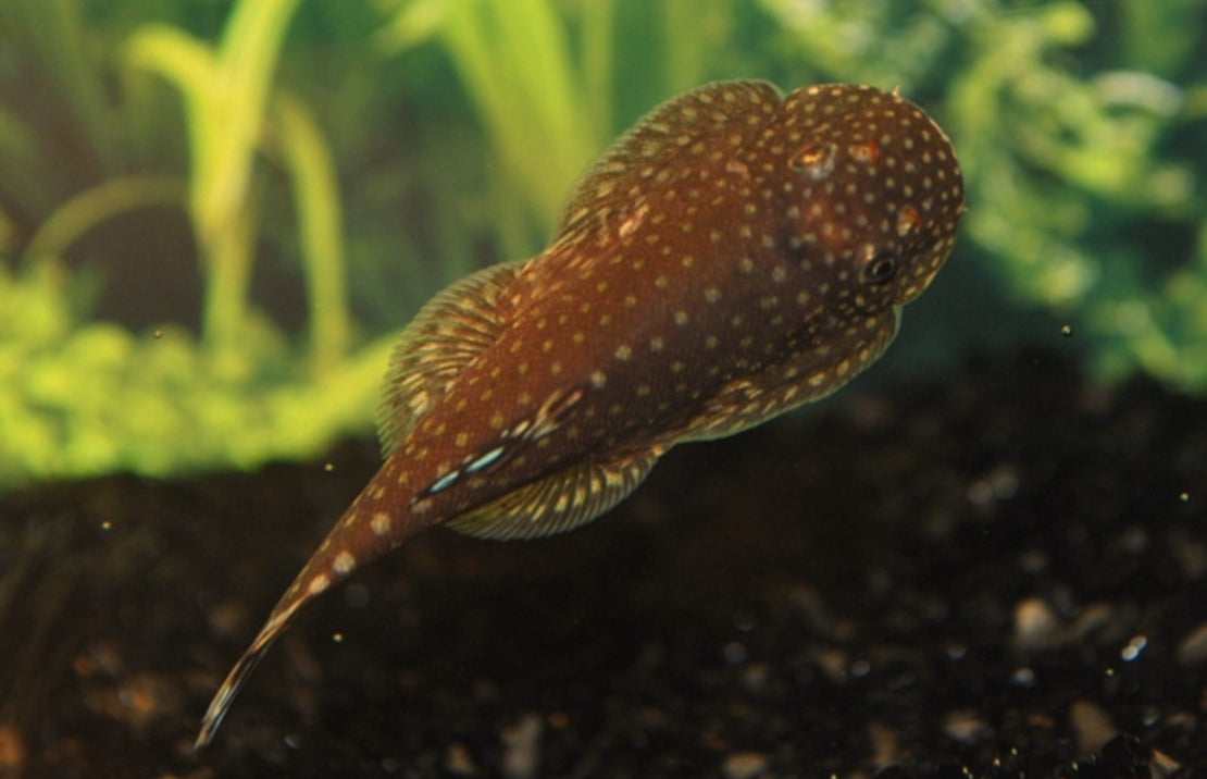 Gastromyzon ctenocephalus M Borneo Algeneter