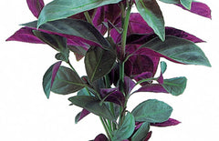 Nomaphila Species red