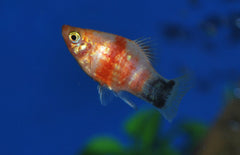 Xiphophorus Maculatus Platy Bleeding Heart Mickey M Platy Bleeding Heart Mickey