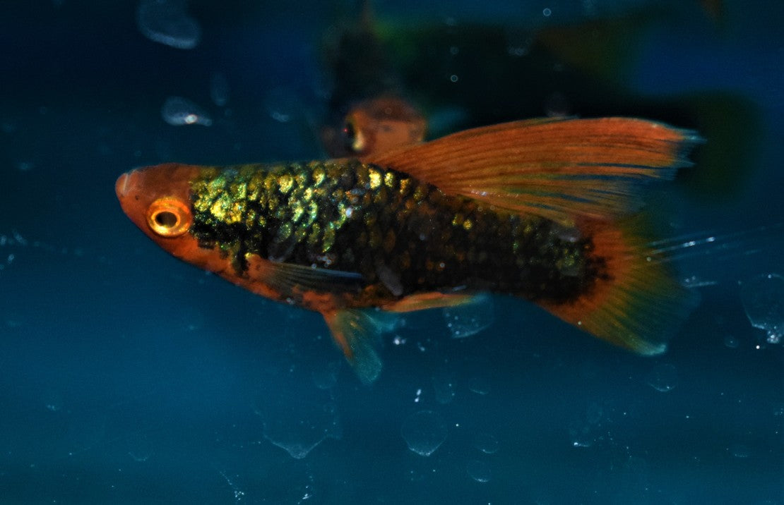 Xiphophorus Maculatus Platy Highfin Black Redtail