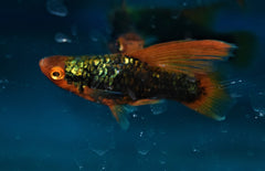 Xiphophorus Maculatus Platy Highfin Black Redtail