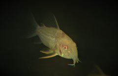 Corydoras Sterbai Albino M Sterba's Pantsermeerval Albino
