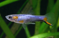 Poecilia Wingei Blue Star Male M