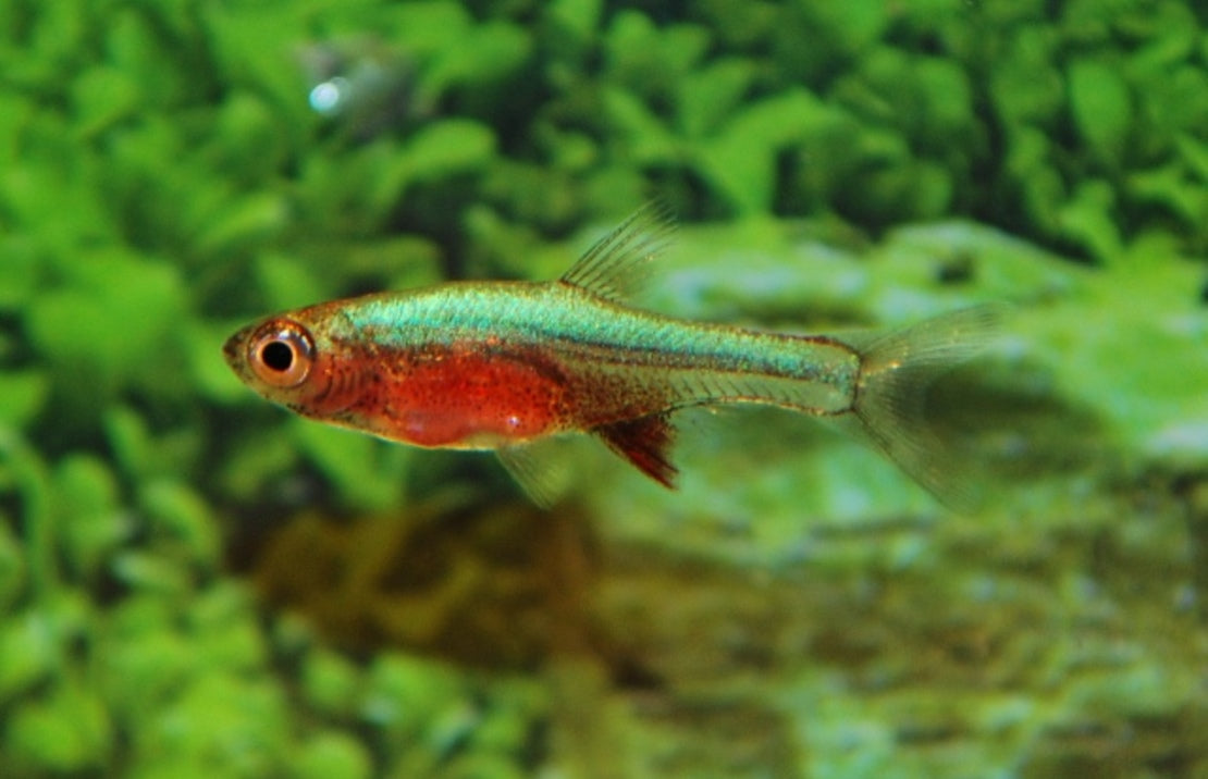 Sundadanio Axelrodi Neon Blue M Rasbora Axelrodi Neon Blauw – Heevis