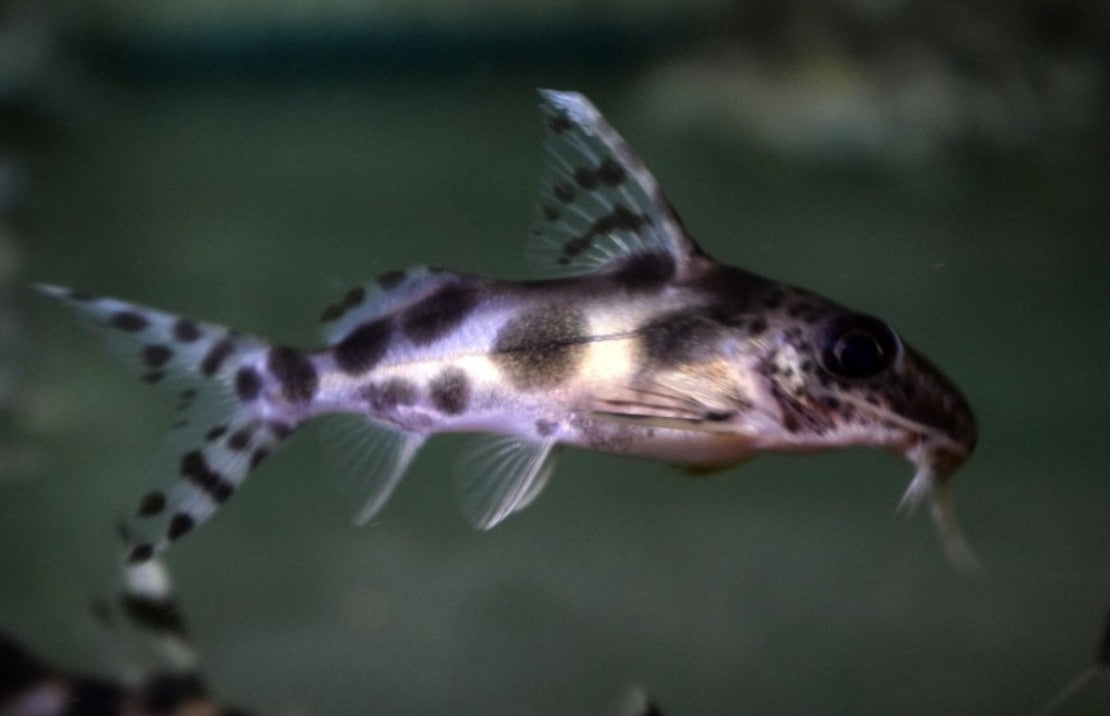 Synodontis Decorus L Baardmeerval Decorus