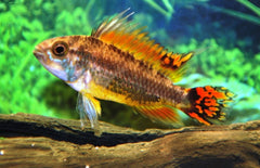 Apistogramma Cacatuoides Triple Red Select