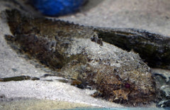 Batrochomoeus Trispinosus L Drie Doornige Paddevis